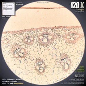 Estela tipo atactostela